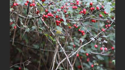 Common Firecrest