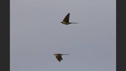 Great Spotted Cuckoo