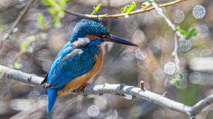 Common Kingfisher