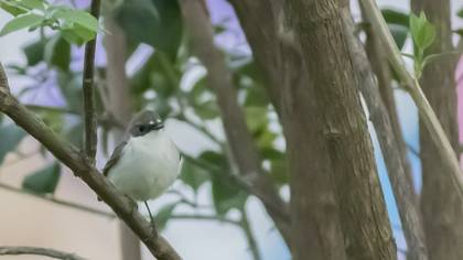 European Pied Flycatcher