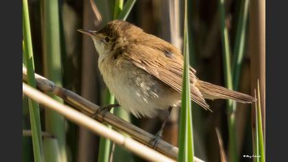 Common Reed Warbler
