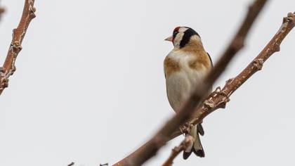 European Goldfinch