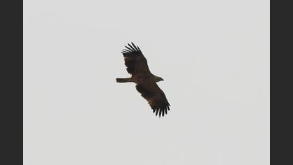 Eastern Imperial Eagle