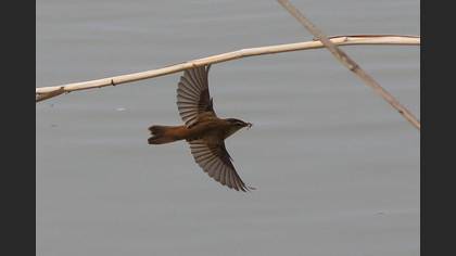 Moustached Warbler