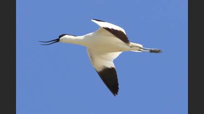 Pied Avocet
