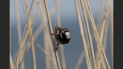 Spanish Sparrow