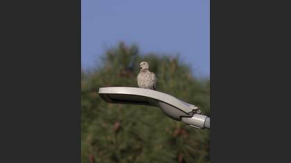 Eurasian Collared Dove