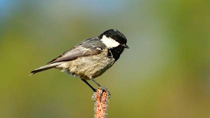 Coal Tit