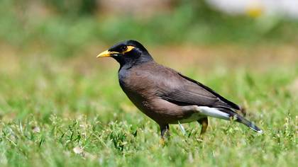 Common Myna