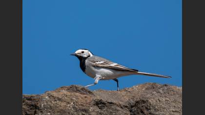 White Wagtail