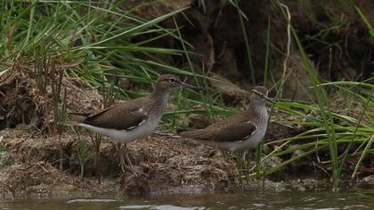 Common Sandpiper