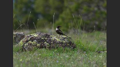 Ring Ouzel