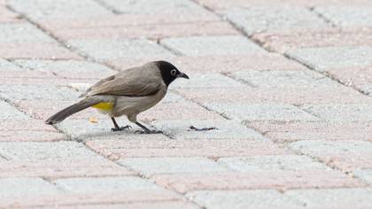 White-spectacled Bulbul