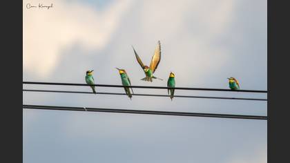 European Bee-eater