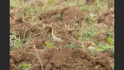 Greater Short-toed Lark