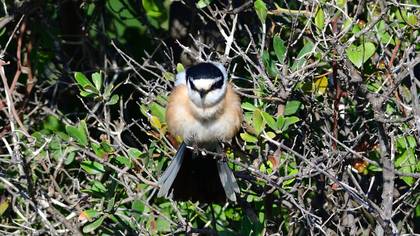 Masked Shrike