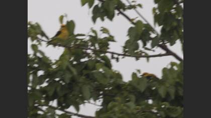 Eurasian Golden Oriole