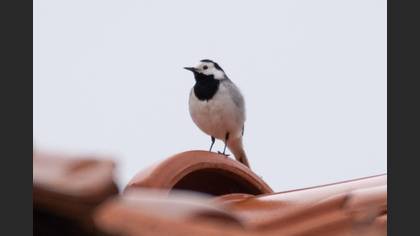 White Wagtail