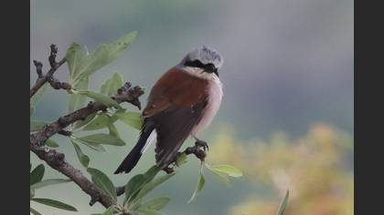 Red-backed Shrike