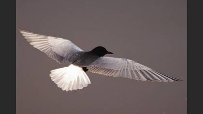 White-winged Tern