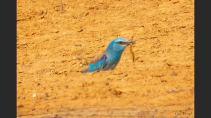 European Roller