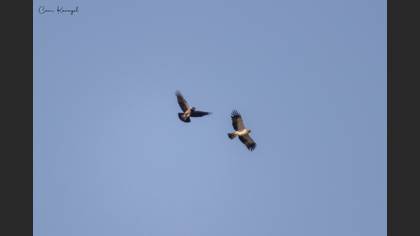 Booted Eagle