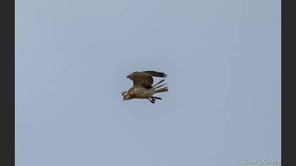 Short-toed Snake Eagle
