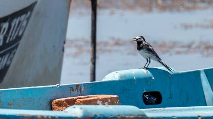 White Wagtail