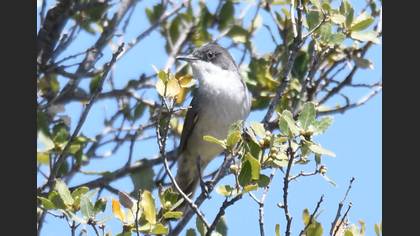 Eastern Orphean Warbler