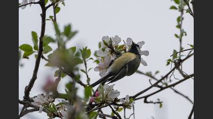 Great Tit