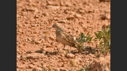 Greater Hoopoe-Lark