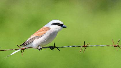 Red-backed Shrike