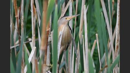 Little Bittern