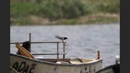 White-winged Tern