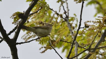 Eastern Bonelli`s Warbler