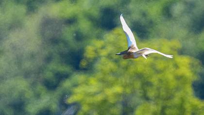 Squacco Heron