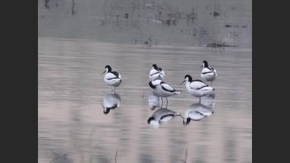 Pied Avocet