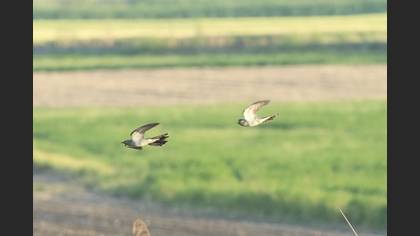 Common Cuckoo