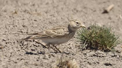 Turkestan Short-toed Lark