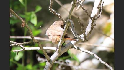 Common Redstart