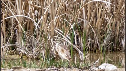 Squacco Heron