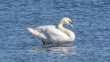 Mute Swan