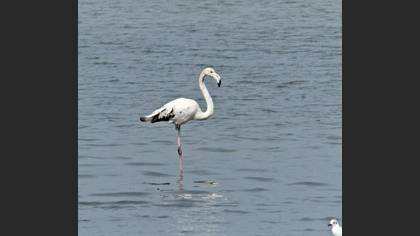 Greater Flamingo