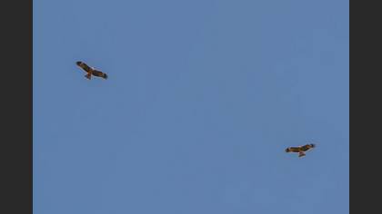 Black Kite