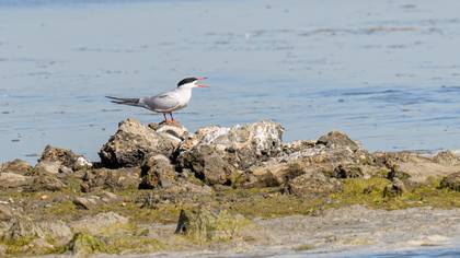 Common Tern