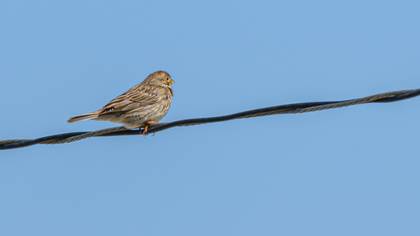 Corn Bunting