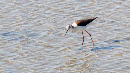 Black-winged Stilt