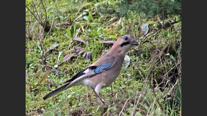 Eurasian Jay