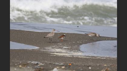 Bar-tailed Godwit