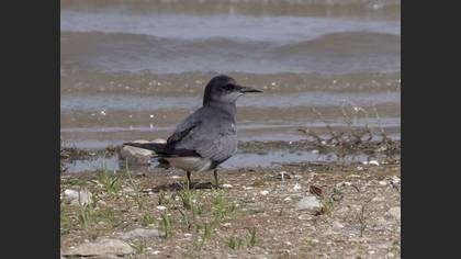 Black Tern